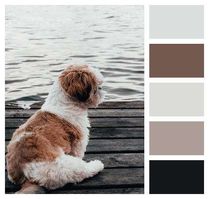 Lake Dog Shih Tzu Image